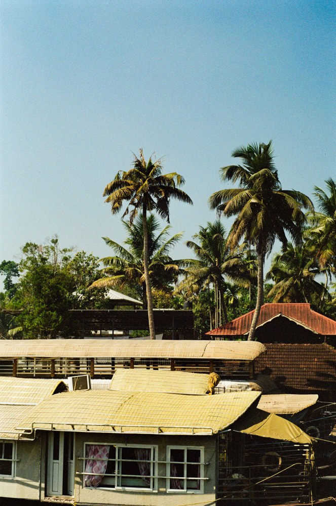 Houseboats beneath palm trees